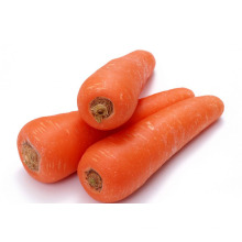 New Fresh Crop/Big Carrot in Carton